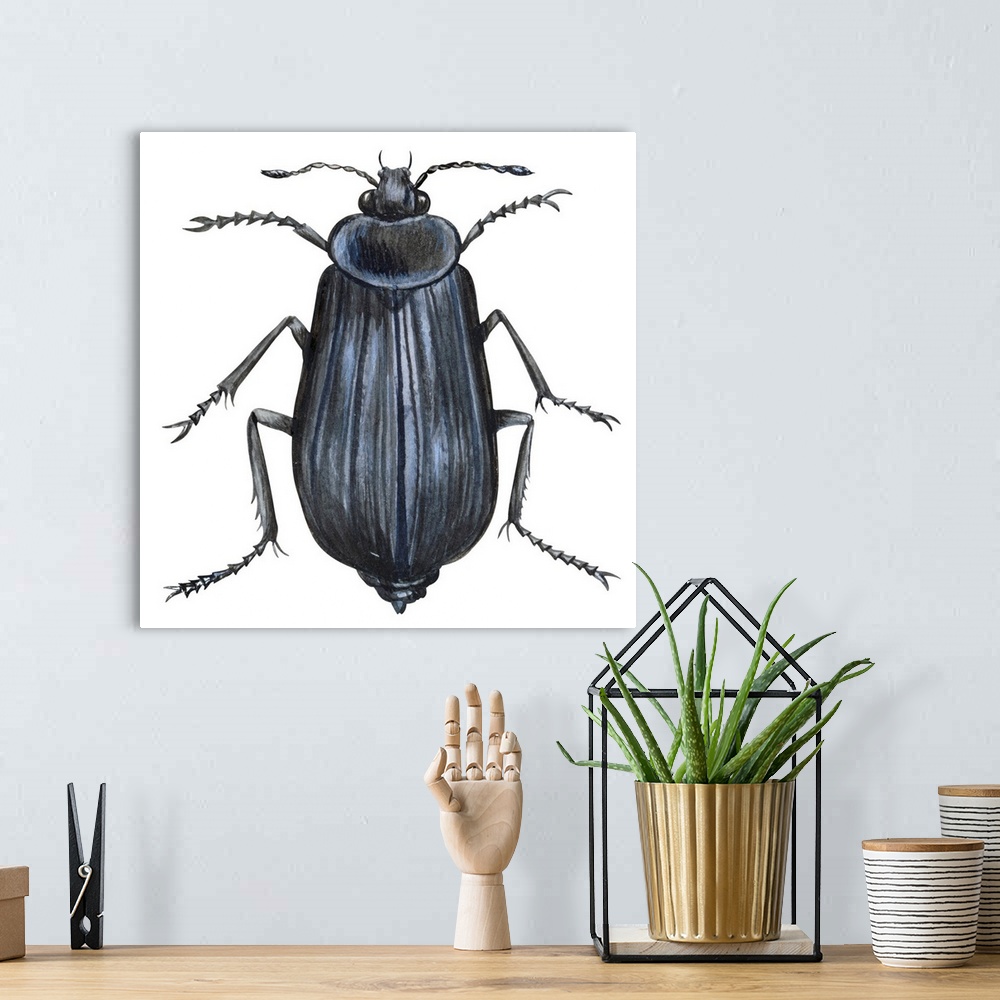 A bohemian room featuring Carrion Beetle (Silpha Ramosa)
