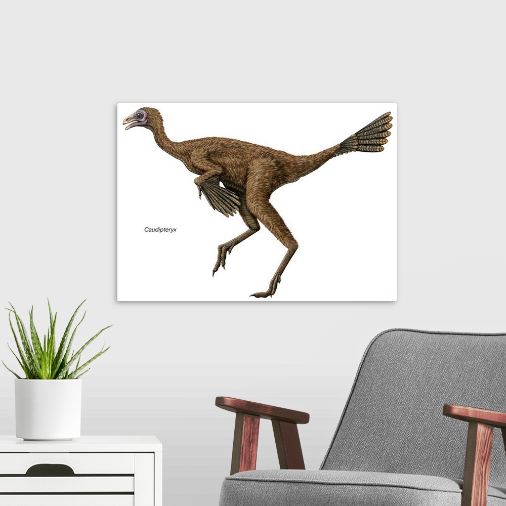 A modern room featuring An illustration from Encyclopaedia Britannica of the dinosaur Caudipteryx.