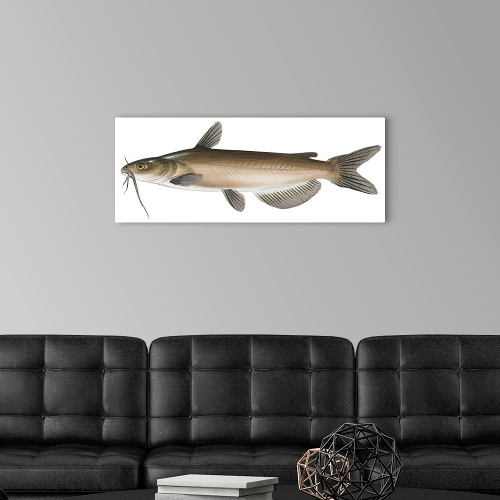 A modern room featuring Channel Catfish (Ictalurus Punctatus)