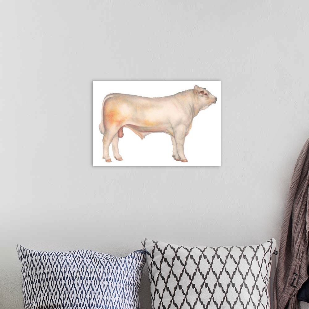 A bohemian room featuring Charolais Bull, Beef Cattle