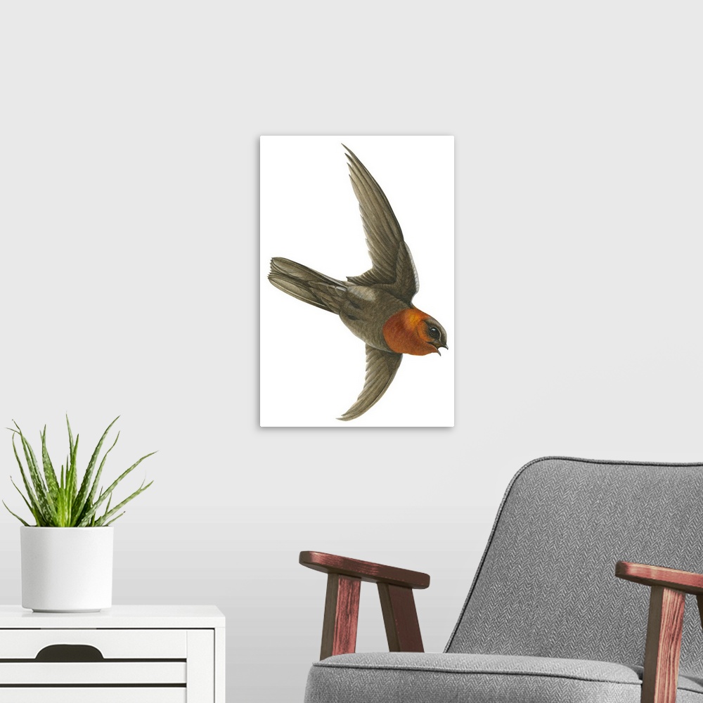 A modern room featuring Educational illustration of the chestnut-collared swift.