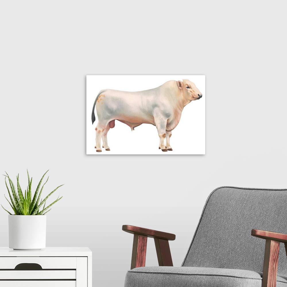 A modern room featuring Chianini Bull, Beef Cattle