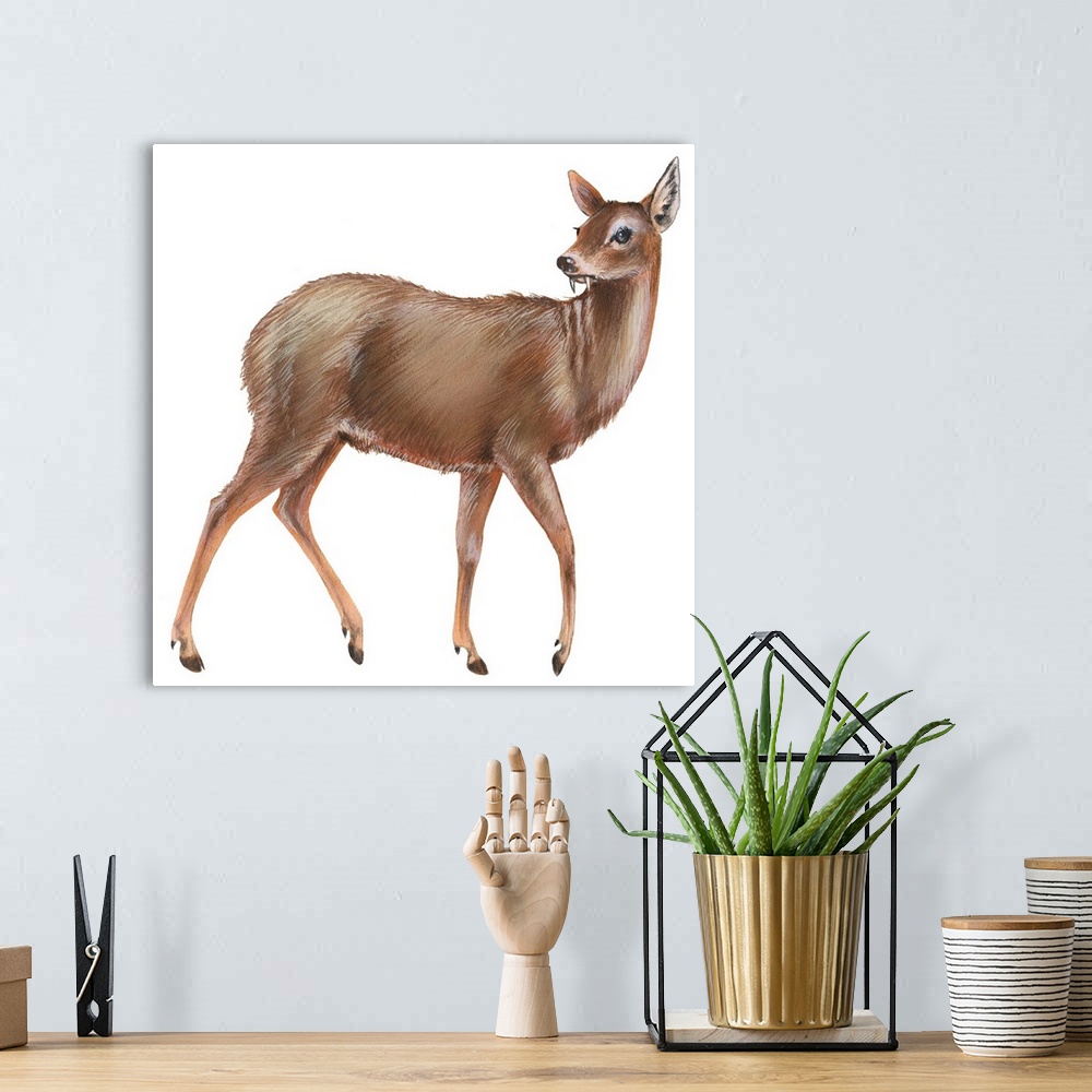 A bohemian room featuring Chinese Water Deer (Hydropotes Inermis)