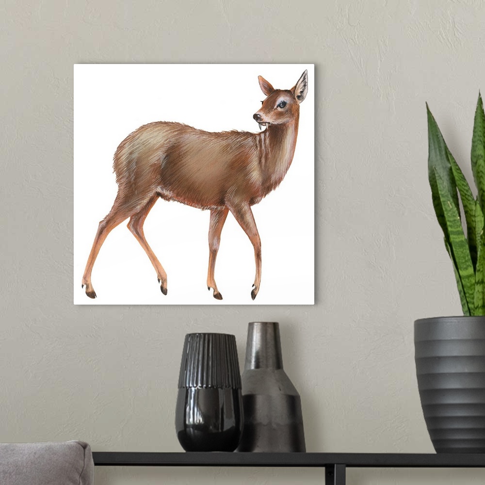 A modern room featuring Chinese Water Deer (Hydropotes Inermis)
