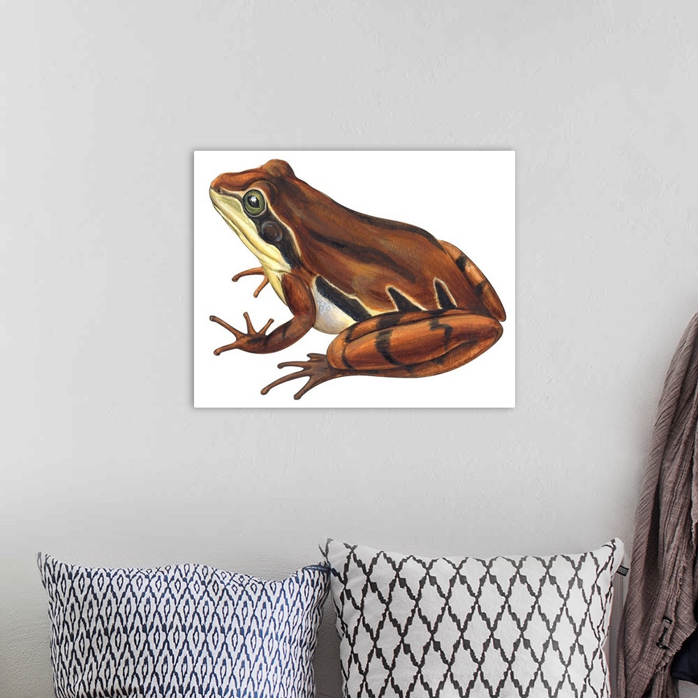 A bohemian room featuring Educational illustration of the chorus frog.