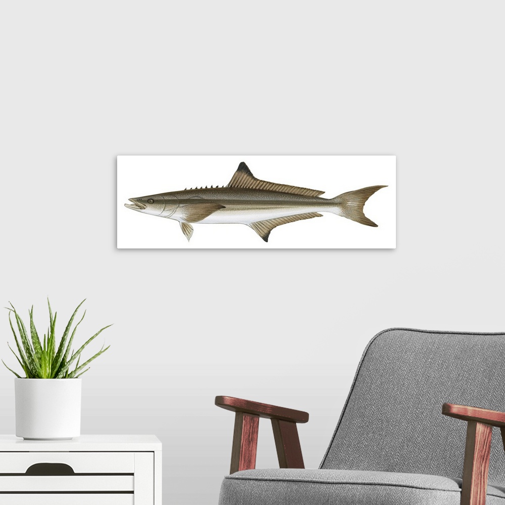 A modern room featuring Cobia (Rachycentron Canadum)