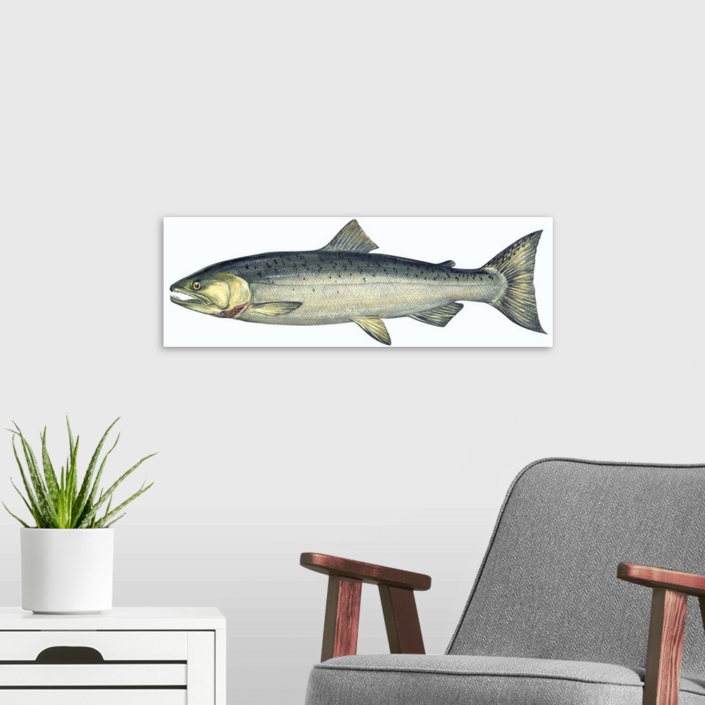 A modern room featuring Coho (Oncorhynchus Kisutch), Silver Salmon