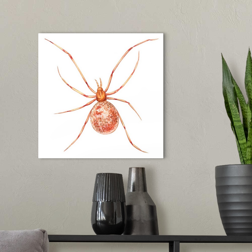 A modern room featuring Comb-Footed Weaver (Theridion Tepidariorum), Spider