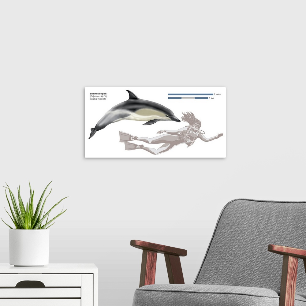 A modern room featuring Common Dolphin (Delphinus Delphis)