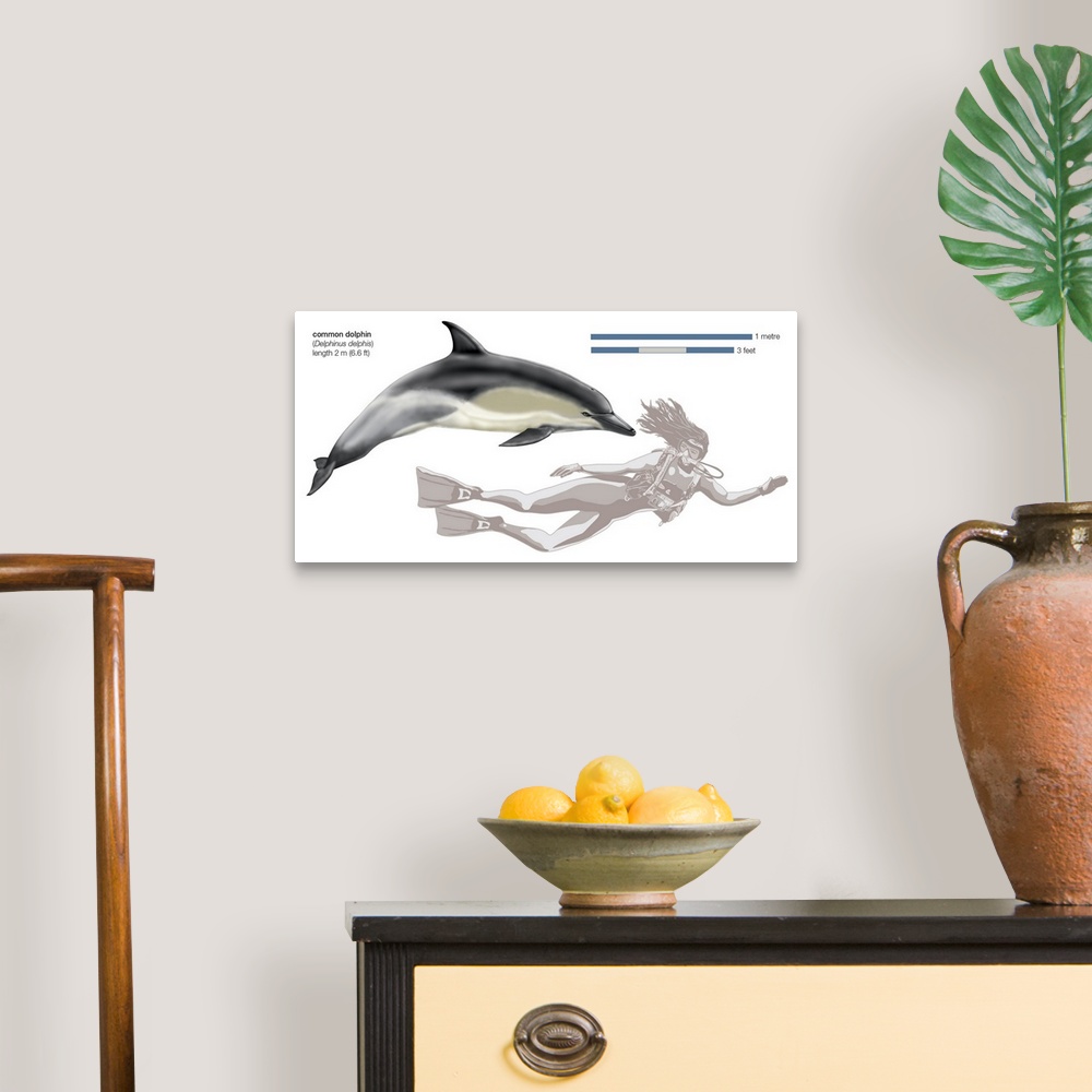 A traditional room featuring Common Dolphin (Delphinus Delphis)