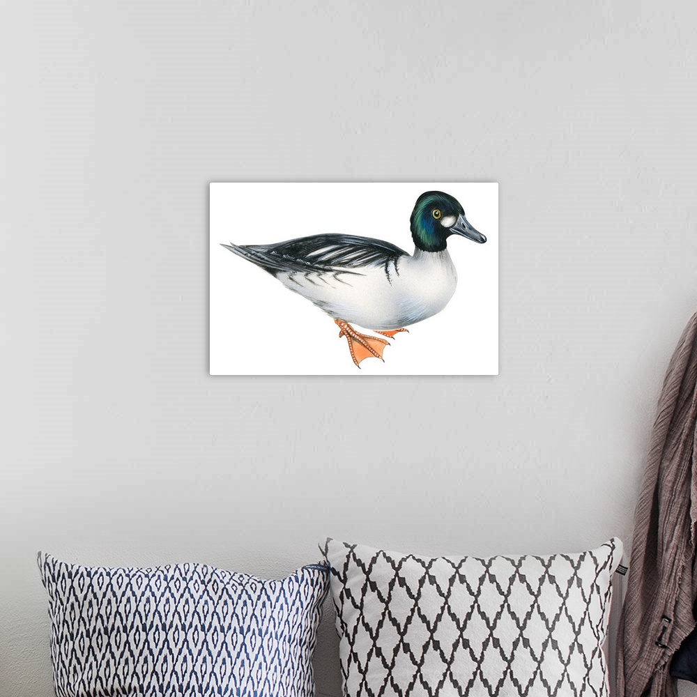 A bohemian room featuring Educational illustration of the common goldeneye.