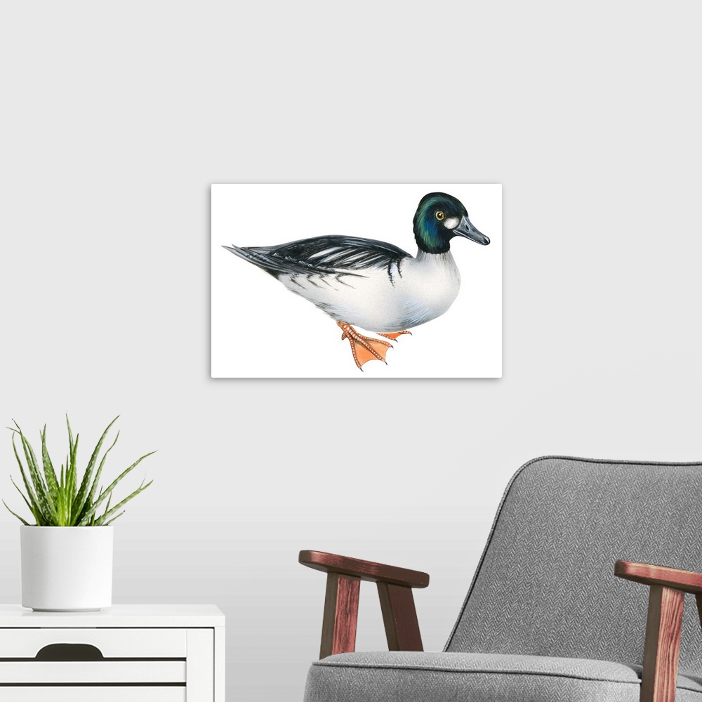 A modern room featuring Educational illustration of the common goldeneye.