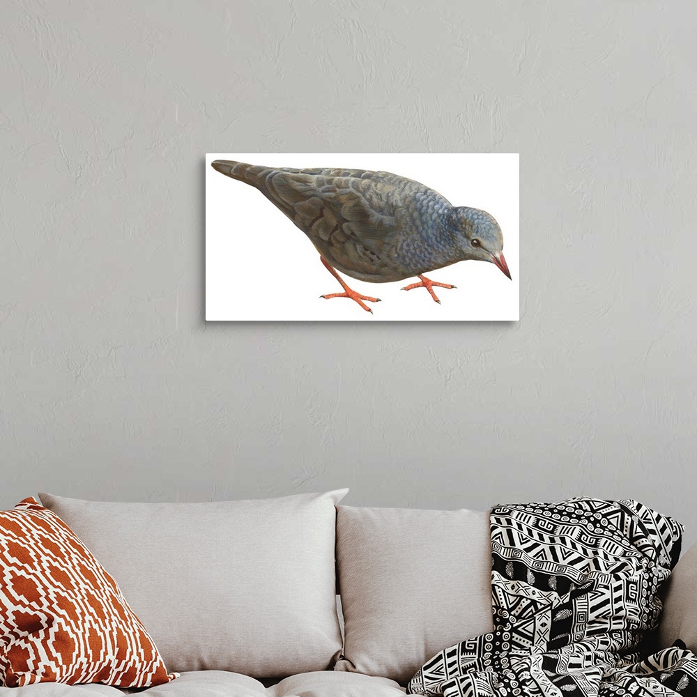 A bohemian room featuring Educational illustration of the common ground dove.