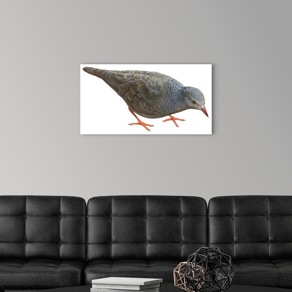 A modern room featuring Educational illustration of the common ground dove.