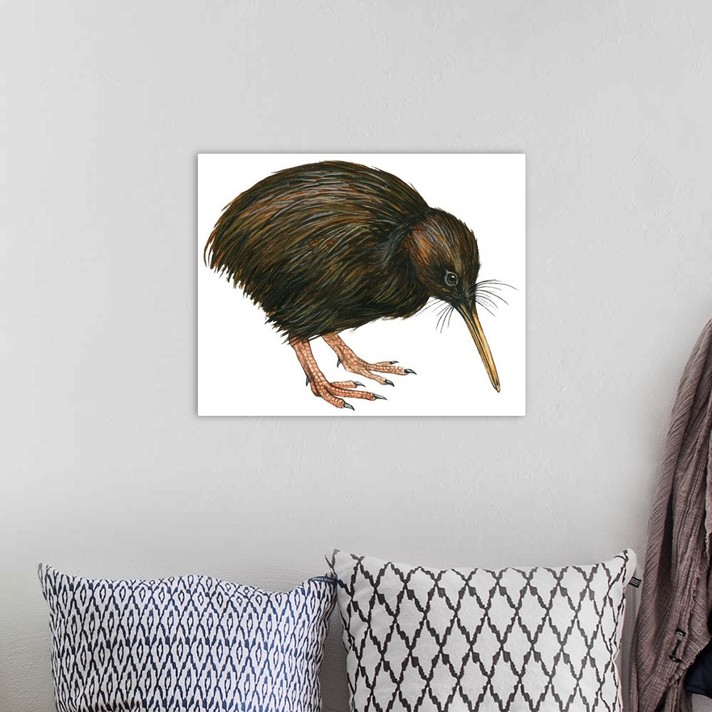 A bohemian room featuring Educational illustration of the common kiwi.