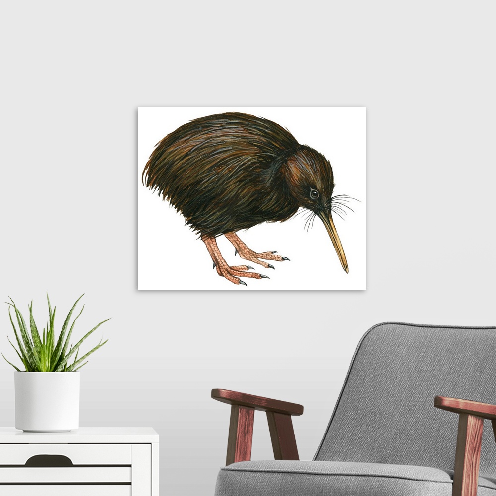A modern room featuring Educational illustration of the common kiwi.
