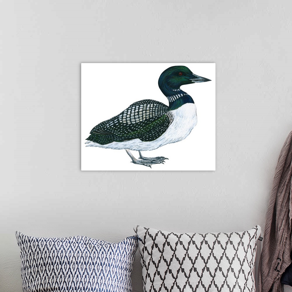 A bohemian room featuring Educational illustration of the common loon.