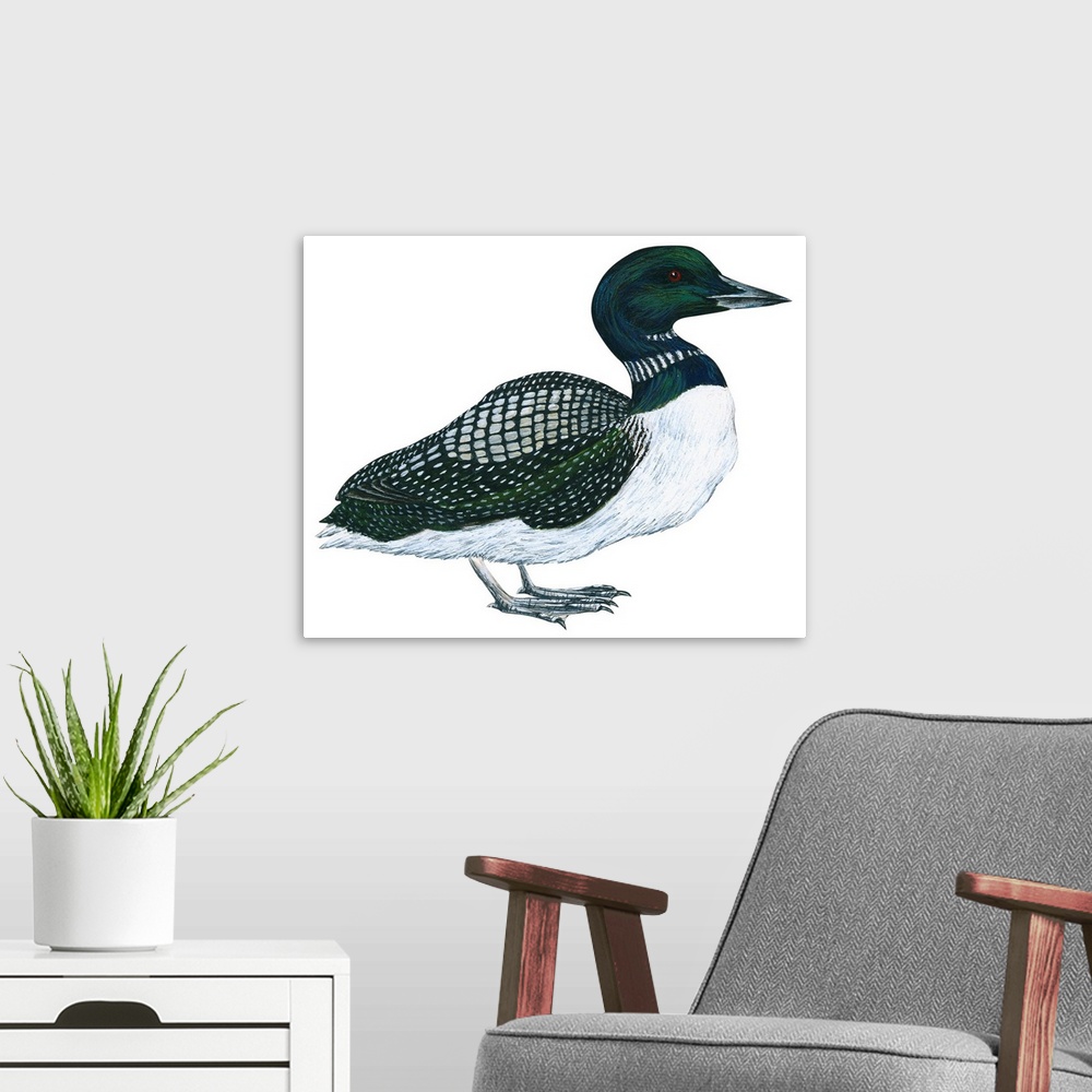 A modern room featuring Educational illustration of the common loon.