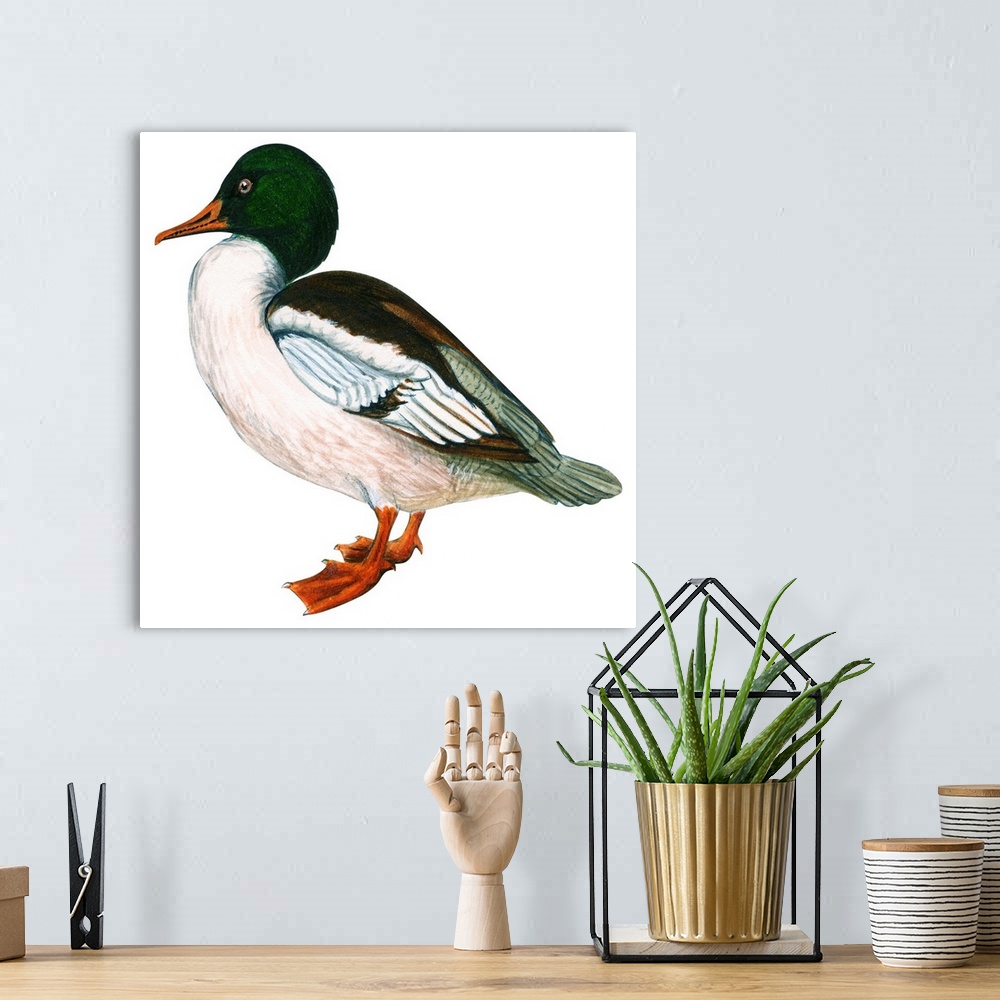 A bohemian room featuring Educational illustration of the common merganser.