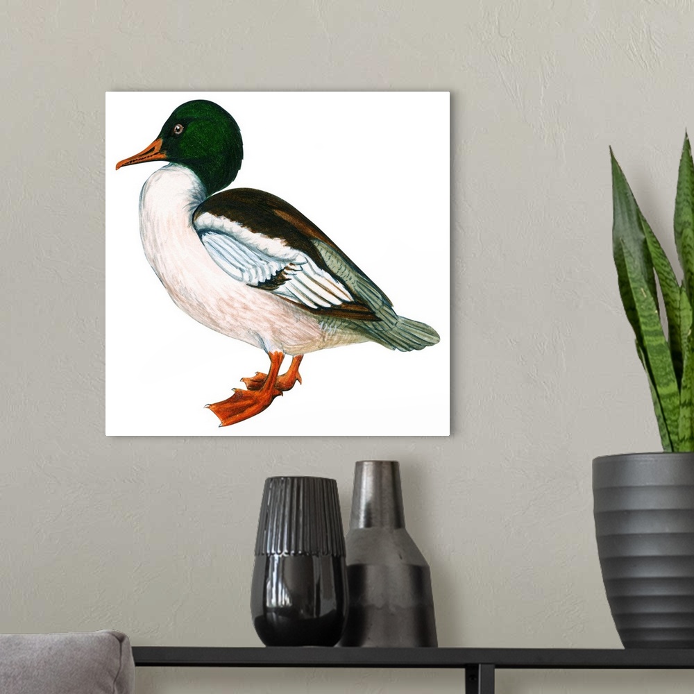 A modern room featuring Educational illustration of the common merganser.