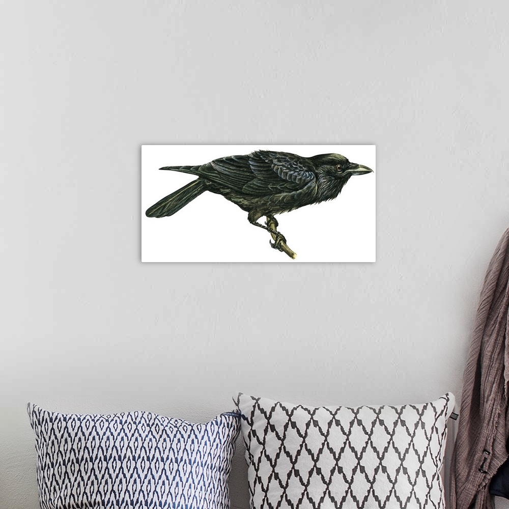 A bohemian room featuring Educational illustration of the common raven.