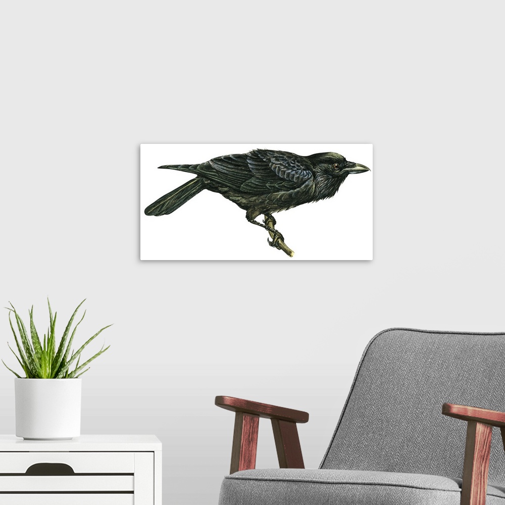 A modern room featuring Educational illustration of the common raven.
