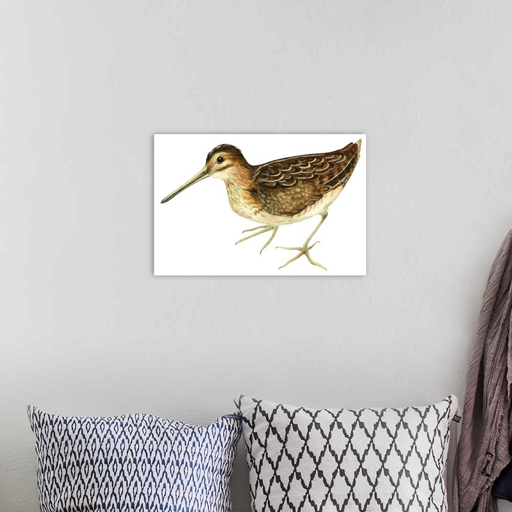 A bohemian room featuring Educational illustration of the common snipe.