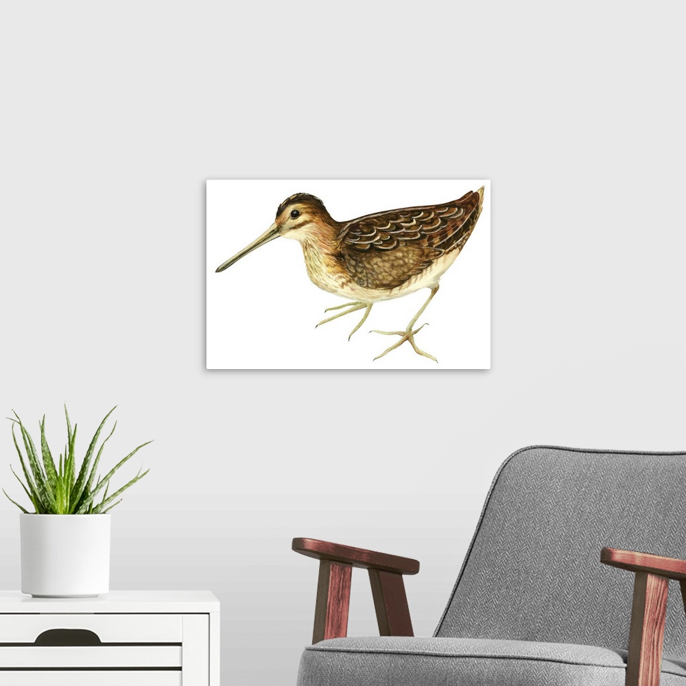 A modern room featuring Educational illustration of the common snipe.