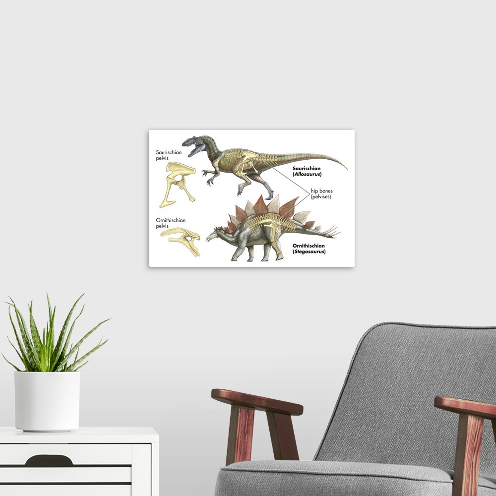 A modern room featuring An educational poster from Encyclopaedia Britannica showing the difference between Saurischian (r...