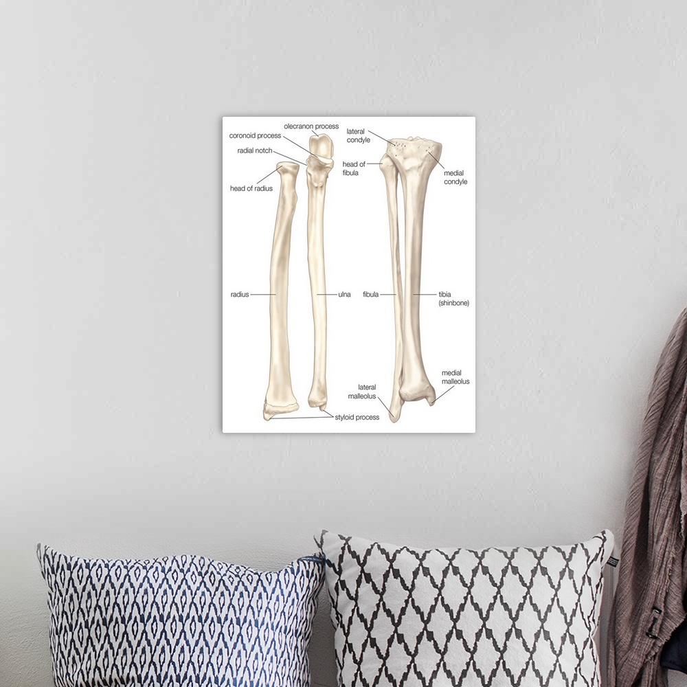 A bohemian room featuring Comparison of bones of forearm and lower leg - anterior view. skeletal system