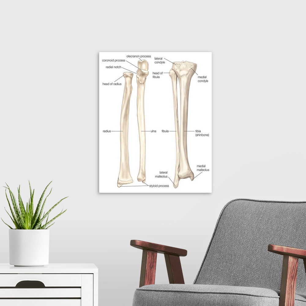 A modern room featuring Comparison of bones of forearm and lower leg - anterior view. skeletal system