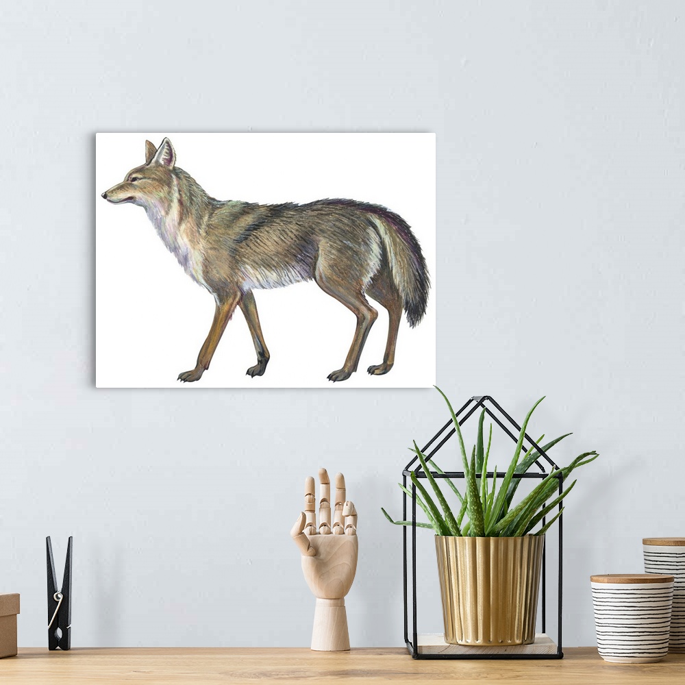 A bohemian room featuring Coyote (Canis Latrans)