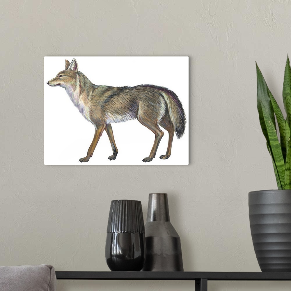 A modern room featuring Coyote (Canis Latrans)