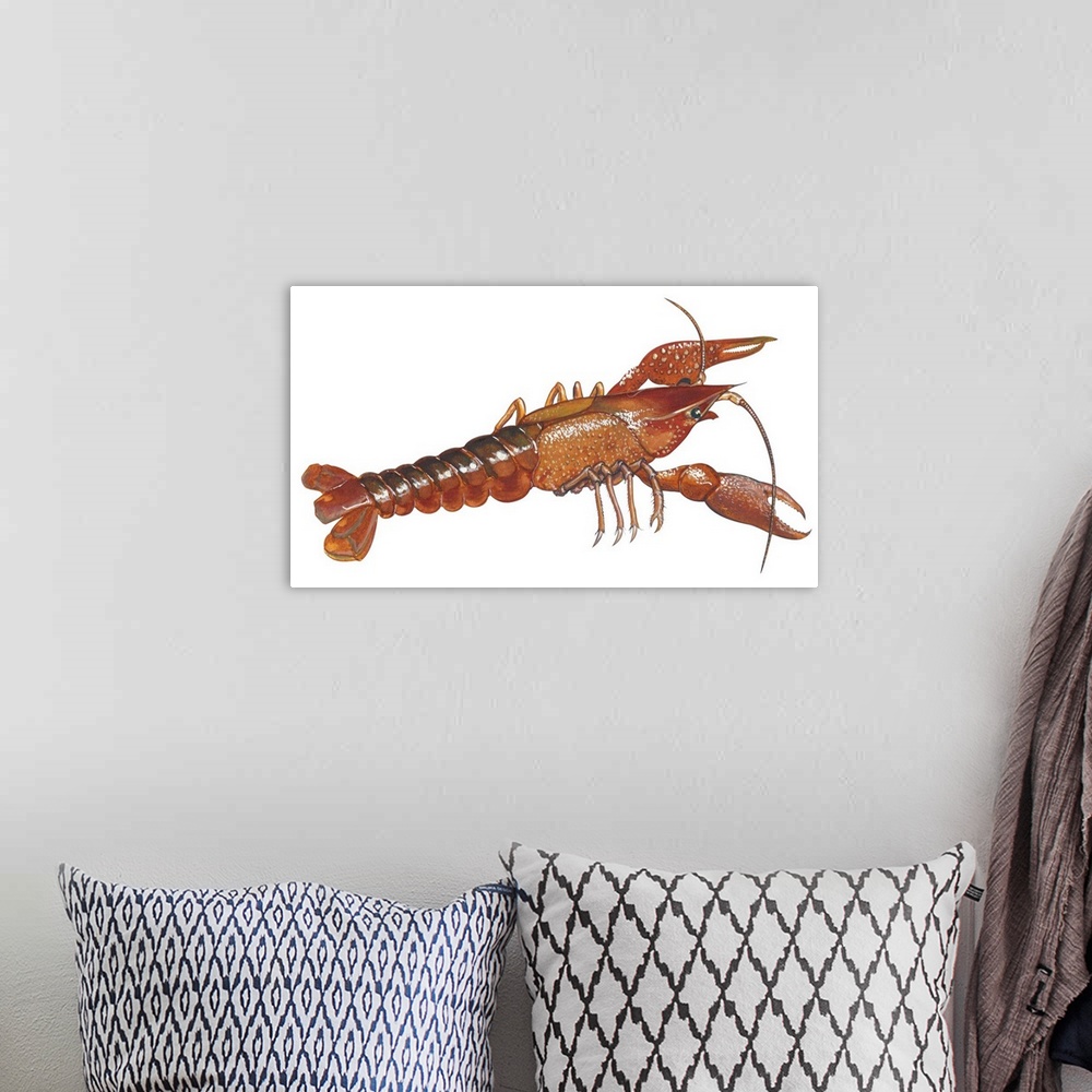 A bohemian room featuring Educational illustration of a crayfish.