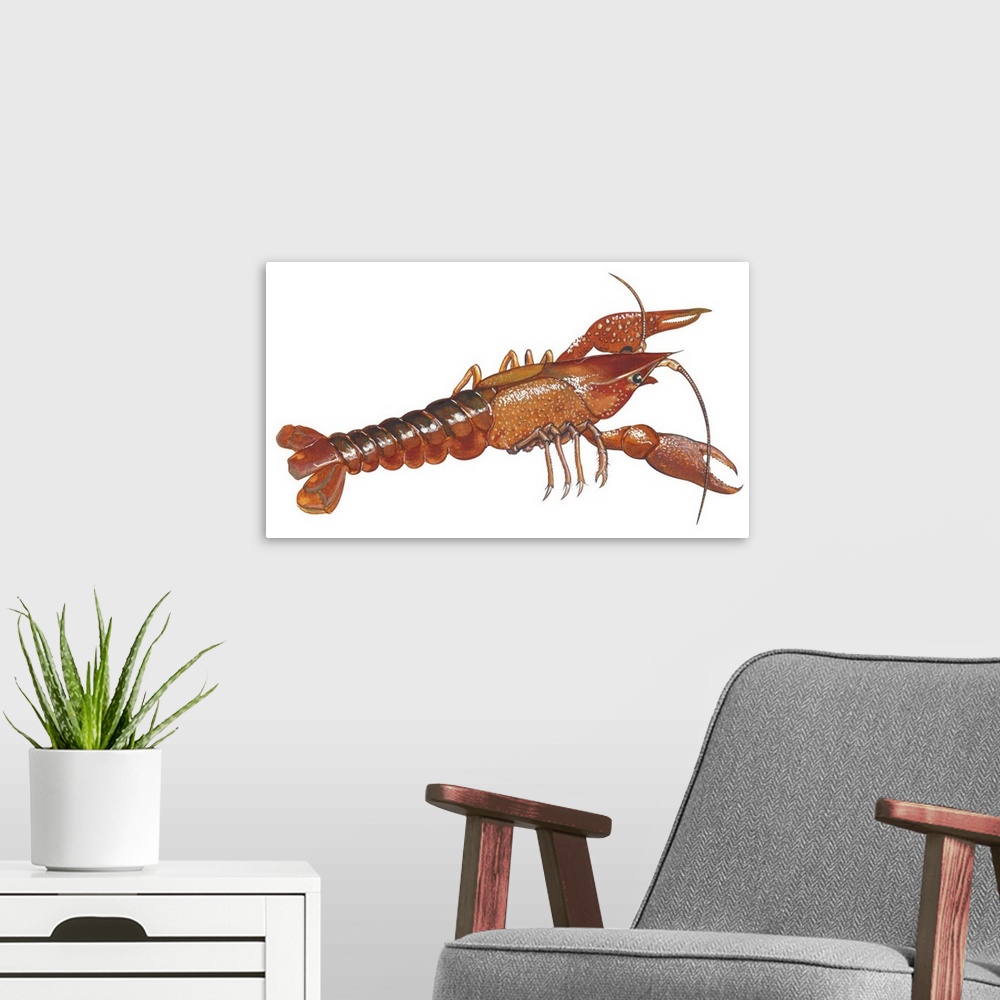 A modern room featuring Educational illustration of a crayfish.
