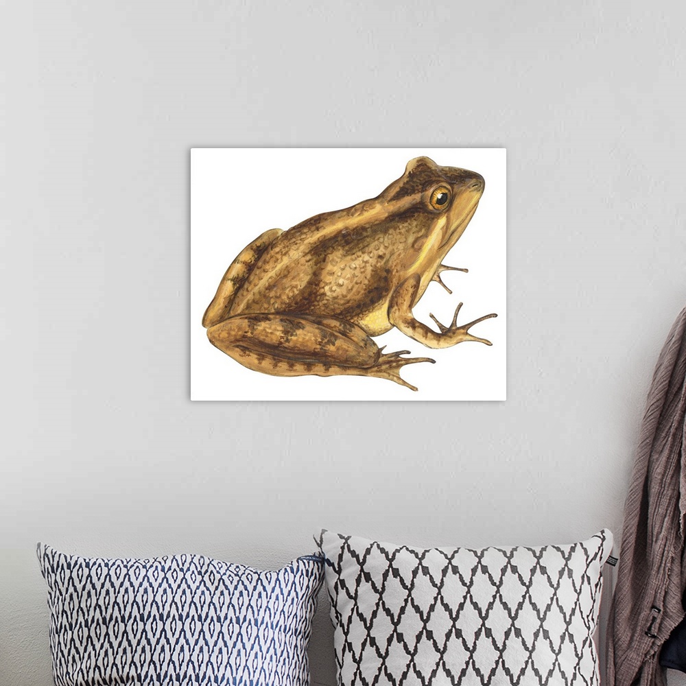 A bohemian room featuring Educational illustration of the cricket frog.