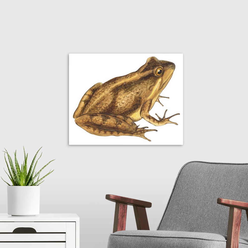 A modern room featuring Educational illustration of the cricket frog.