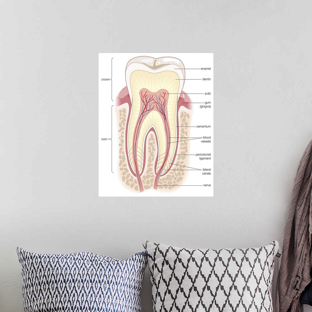 A bohemian room featuring Cross section of an adult molar. dentistry, tooth, teeth