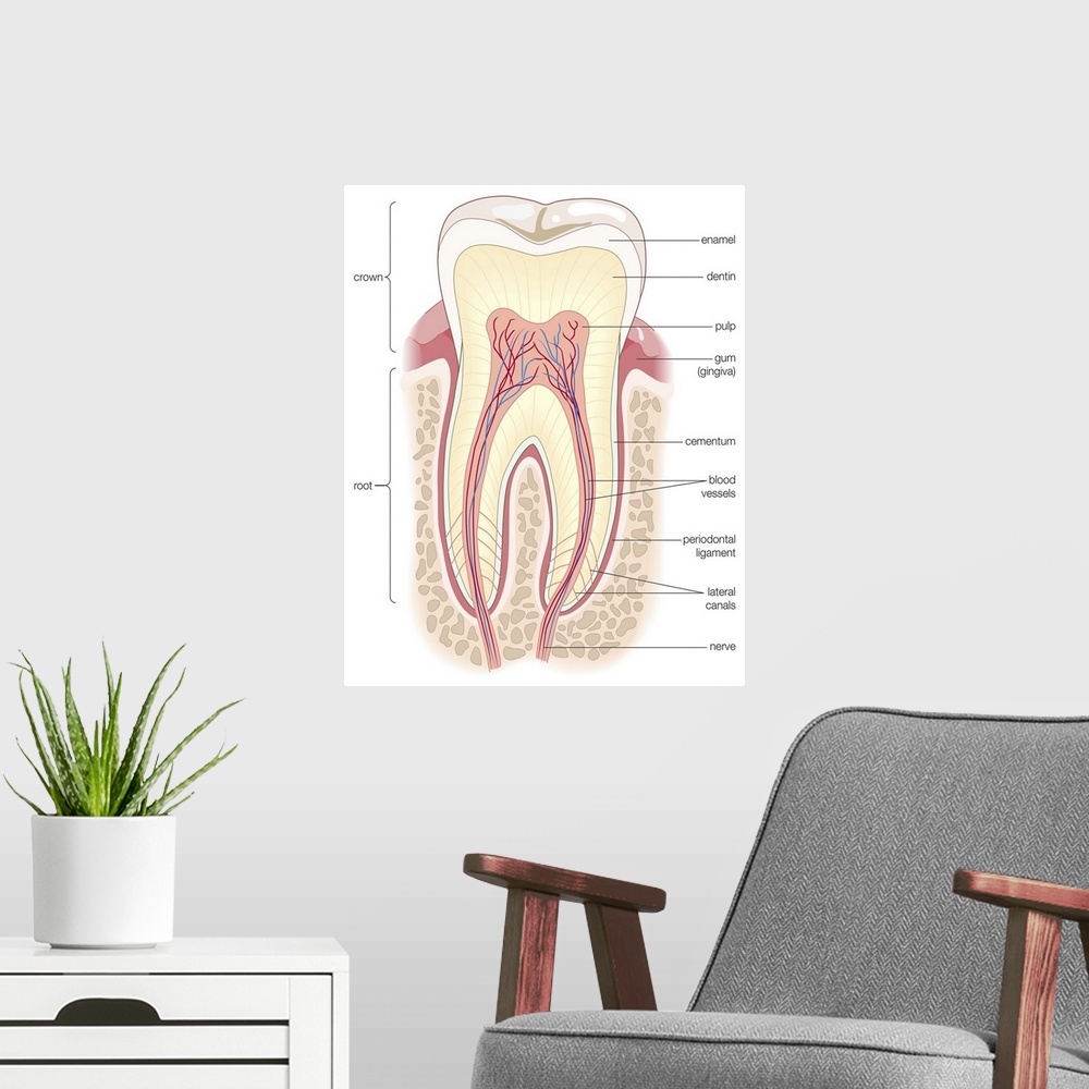 A modern room featuring Cross section of an adult molar. dentistry, tooth, teeth