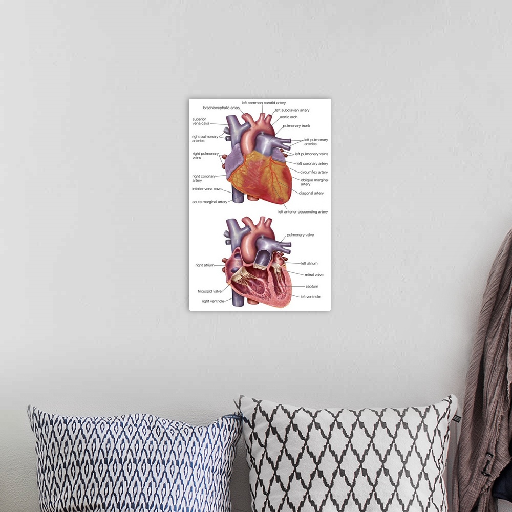 A bohemian room featuring Cross-section of human heart. cardiovascular system