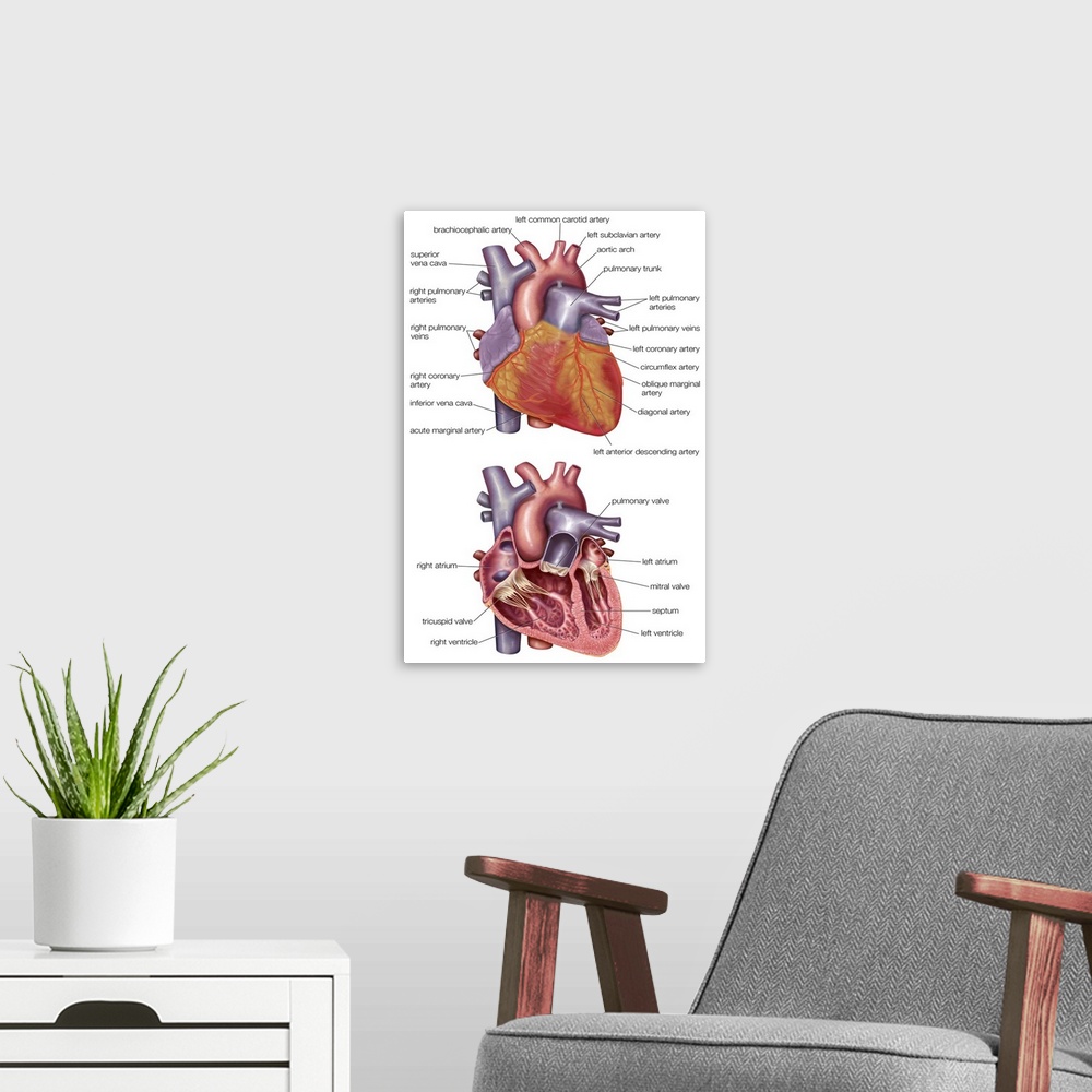 A modern room featuring Cross-section of human heart. cardiovascular system