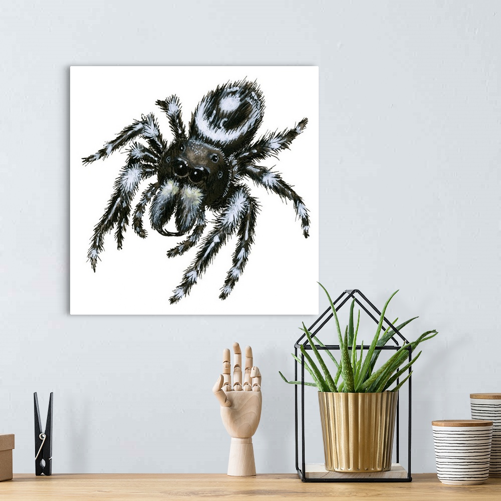 A bohemian room featuring Daring Jumping Spider (Phidippus Audax)