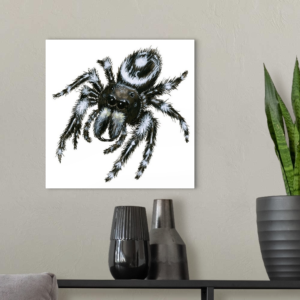 A modern room featuring Daring Jumping Spider (Phidippus Audax)