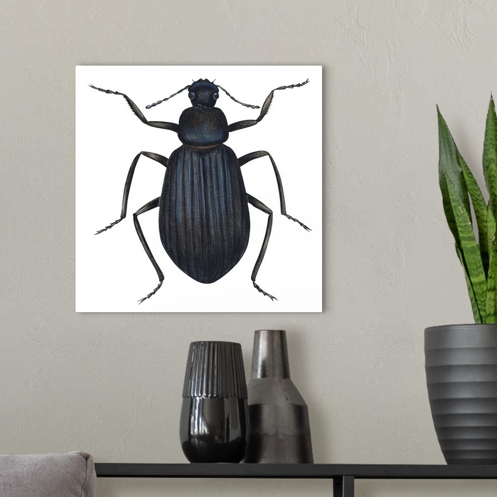 A modern room featuring Darkling Beetle (Alobates Pennsylvanica)