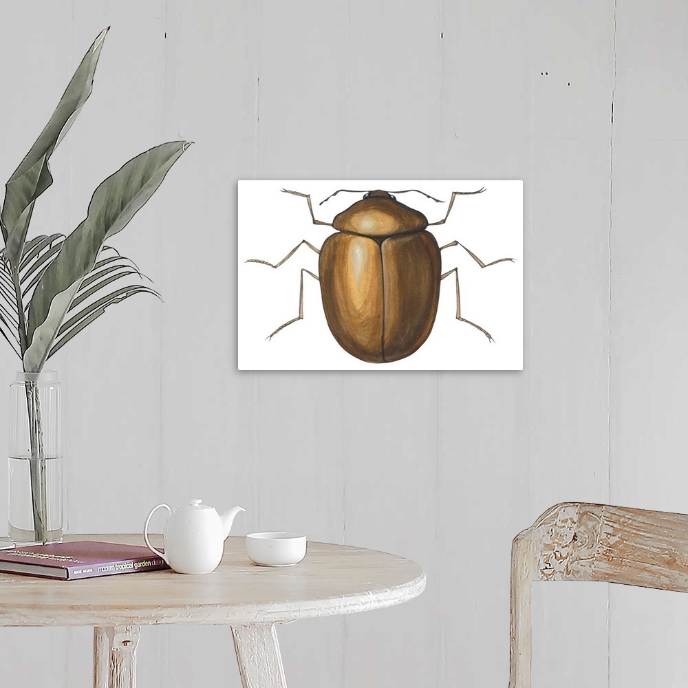 A farmhouse room featuring Death Watch Beetle (Catorama Punctatum)