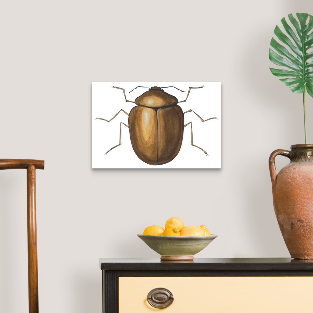 A traditional room featuring Death Watch Beetle (Catorama Punctatum)