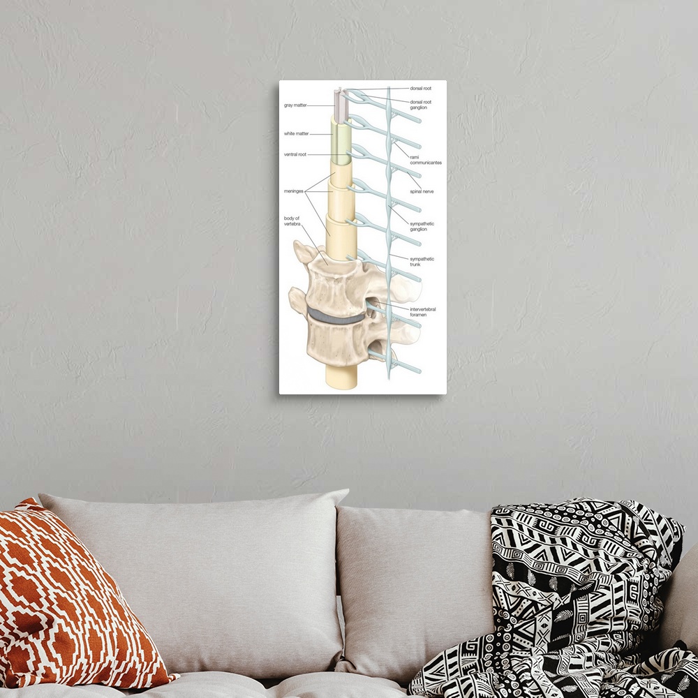 A bohemian room featuring Diagram of spinal cord, vertebrae, and sympathetic trunk. nervous system