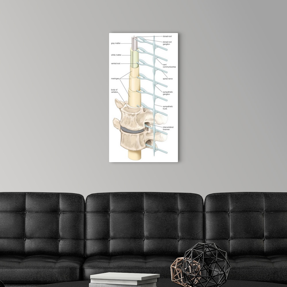 A modern room featuring Diagram of spinal cord, vertebrae, and sympathetic trunk. nervous system
