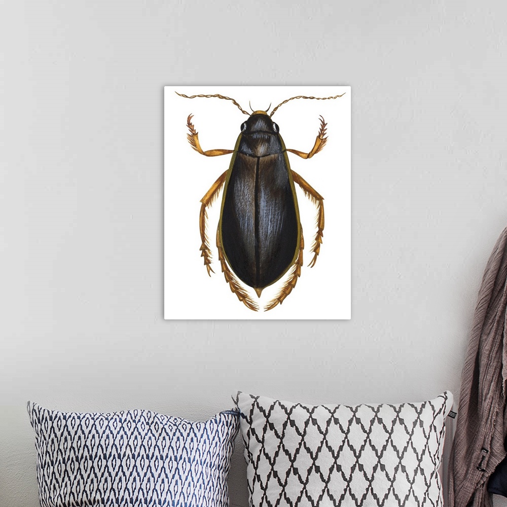 A bohemian room featuring Diving Water Beetle (Dysticus Marginalis)