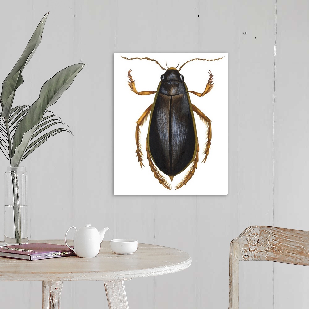 A farmhouse room featuring Diving Water Beetle (Dysticus Marginalis)